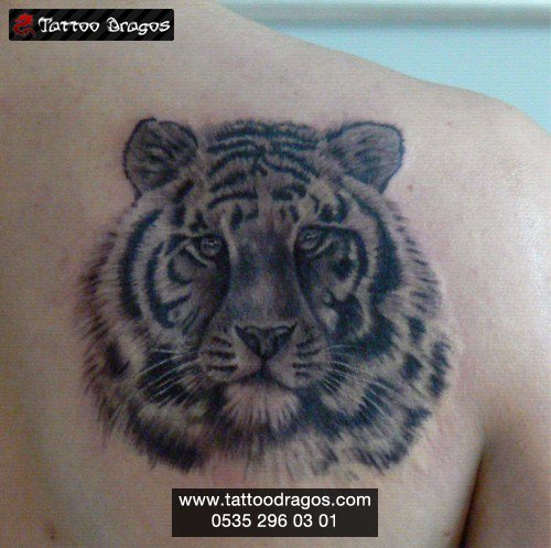 Aslan Tattoo