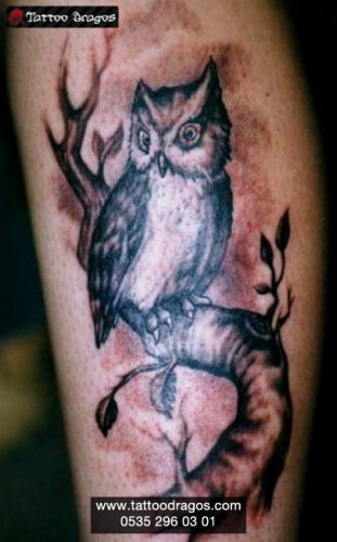 Baykuş Kuş Tattoo