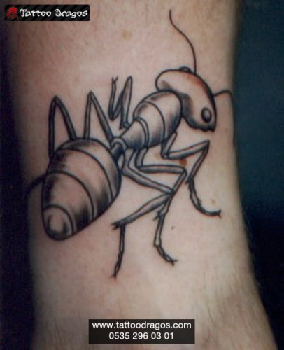 Böcek Karınca Tattoo