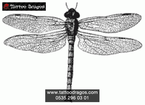 Dragonfly Yusufçuk