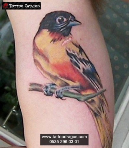 İspinoz Kuş Tattoo