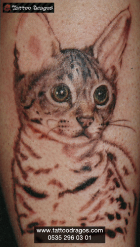 Kedi Tattoo