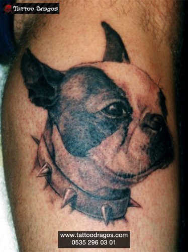 Köpek Tattoo