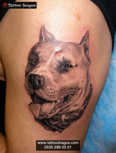 Köpek Tattoo