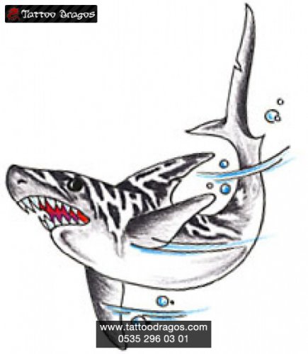 Köpek Balığı Shark