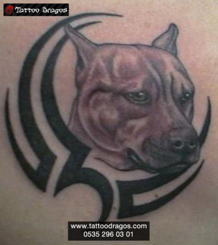 Köpek Pitbull Tattoo