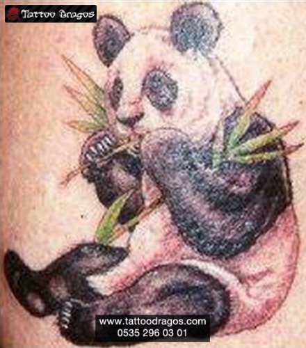 Panda Ayı Tattoo