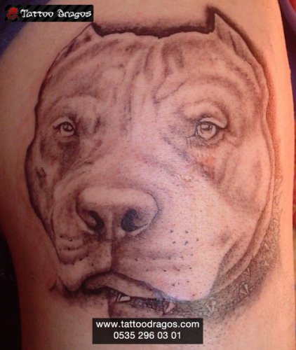 Pitbull Tattoo