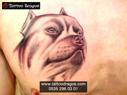 Pitbull Tattoo