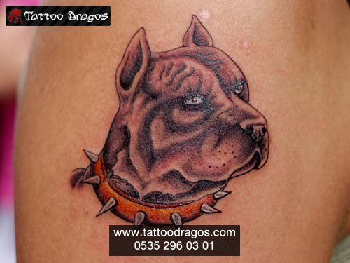 Pitbull Tattoo