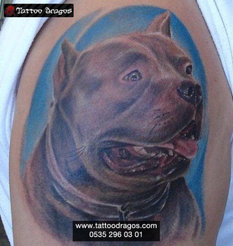 Pitbull Köpek Tattoo