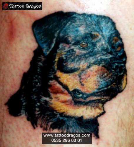 Rottweiller Tattoo