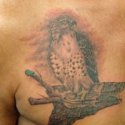 Doğan Yırtıcı Kuş Tattoo