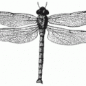 Dragonfly Yusufçuk