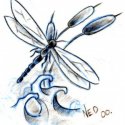 Dragonfly Yusufçuk