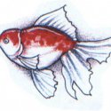 Japon Akvaryum Balığı