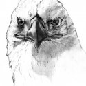 Kartal Kafası
