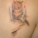 Kedi Tattoo