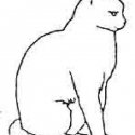 Kedi