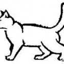Kedi