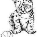 Kedi Top