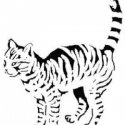 Kedi Tribal
