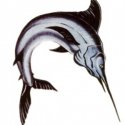 Kılıç Balığı