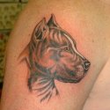 Köpek Pitbull Tattoo