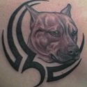 Köpek Pitbull Tattoo