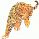 Leopar