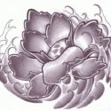 Lotus Çiçek