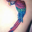 Papağan Kuş Tattoo