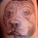 Pitbull Tattoo