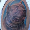 Pitbull Köpek Tattoo