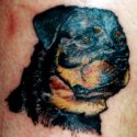 Rottweiller Tattoo