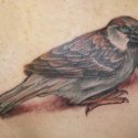 Serçe Kuş Tattoo