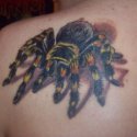 Tarantula Örümcek Tattoo