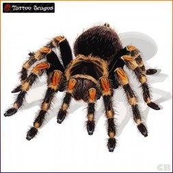 Örümcek Tarantula