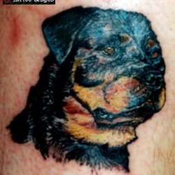 Rottweiller Tattoo